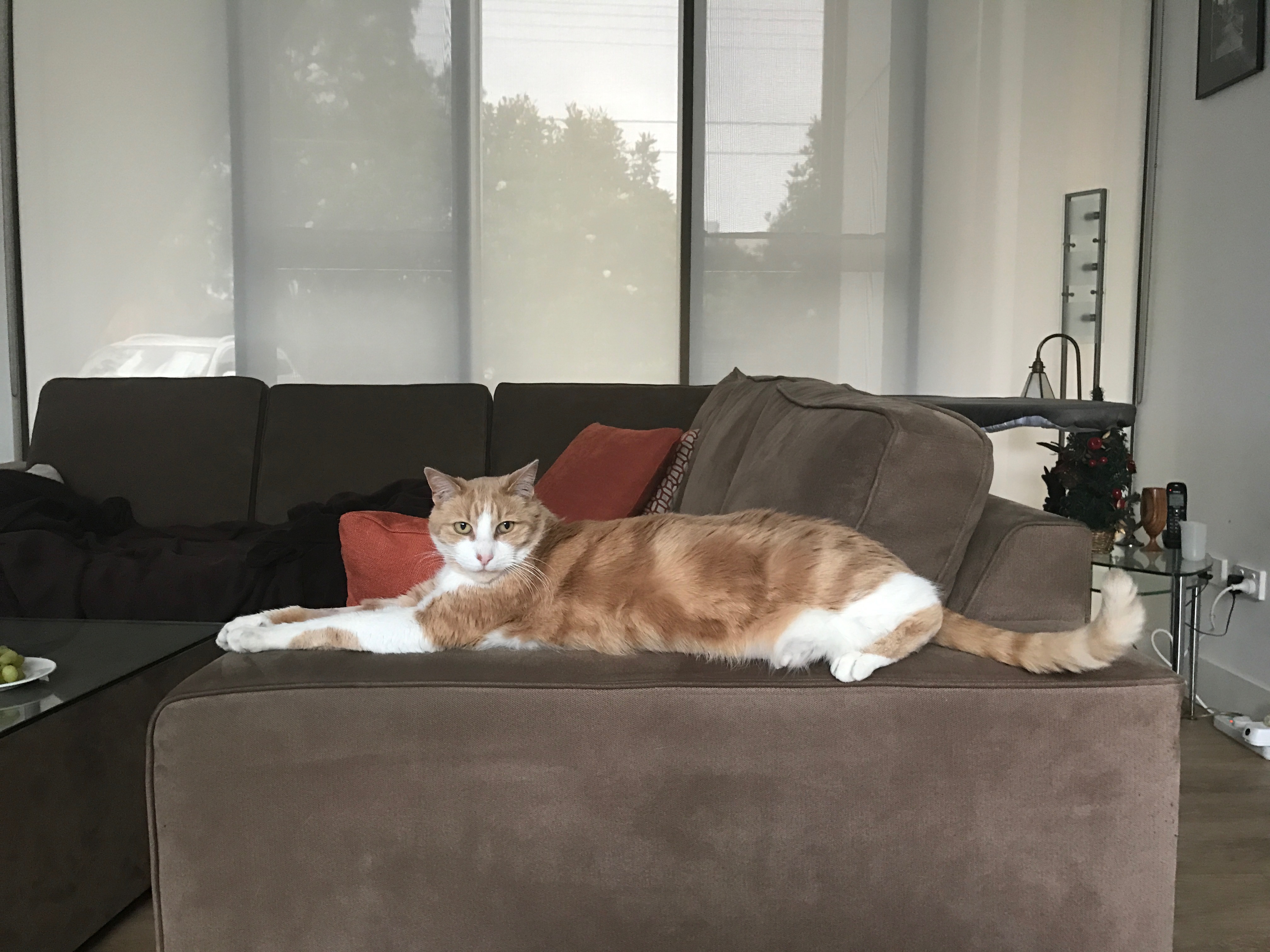 Ruby The Cat